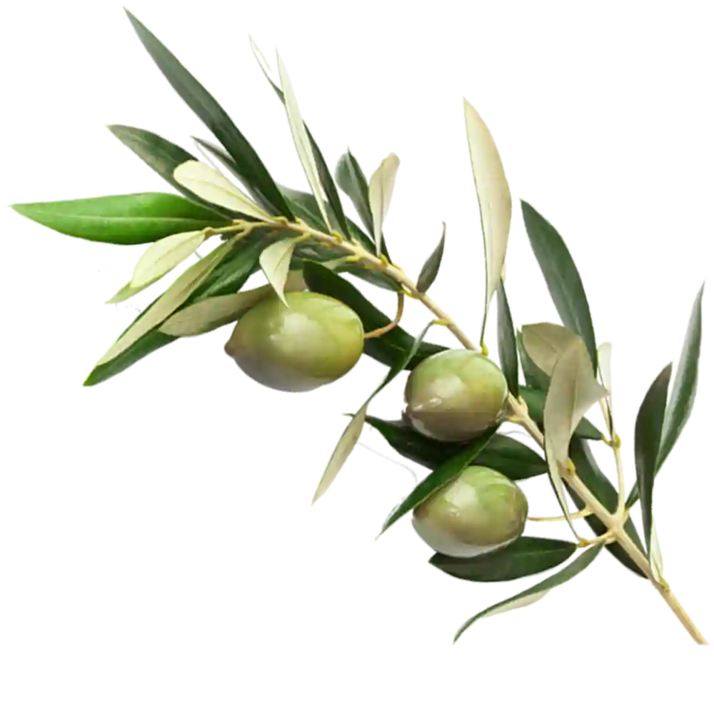 edyllium olio dop garda